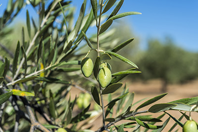 Oliven der Sorte Cornicabra Nahaufnahme der Olive Cornicabra