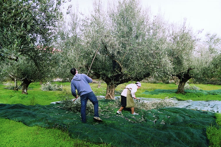 Ernte der Oliven bei Psaltiras